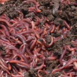 Eisenia Fetida Earthworms