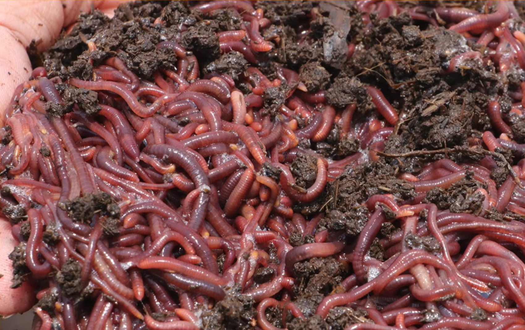 Eisenia Fetida Earthworms